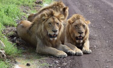 4 Days Budget Tanzania Safari