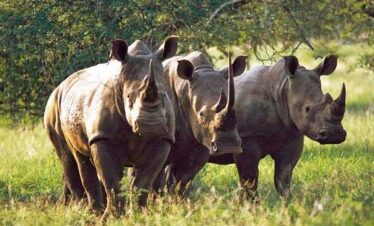 3 Days Tanzania Lodge Safari